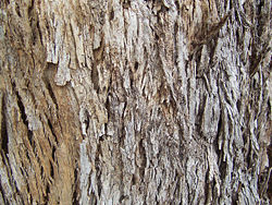The thick, protective bark of Eucalyptus quadrangulata