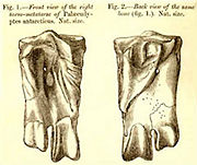 A damaged tarsometatarsus of the prehistoric Narrow-flippered Penguin (Palaeeudyptes antarcticus).