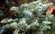 Abies alba foliage from Dinaric calcareous fir forests on Mt. Orjen