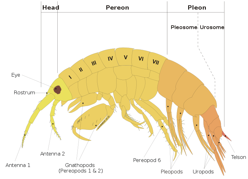 Image:Amphipod anatomy en.svg