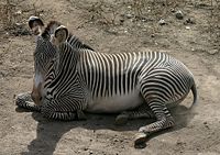 Grévy's zebra at the Henry Doorly Zoo