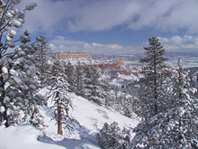 Bryce Canyon has extensive fir forests.