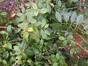Khat plant