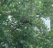 Groundhogs are able to climb trees, and can be seen resting in the branches.