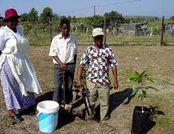 Tree planting in South Africa