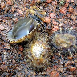 Four Patella vulgata limpets in their natural habitat (here northwestern Galicia). One animal was separated from the rock and turned over to show the underside and muscular foot.