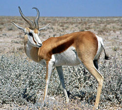 Springbok, Antidorcas marsupialis