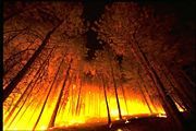 A forest fire