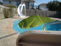 Angle-wing katydid (Microcentrum) in North Texas