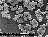 Staphylococcus aureus bacteria magnified about 10,000x