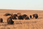 Populations of American Bison inhabit the state's prairie ecosystems.