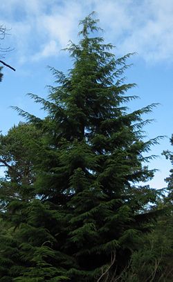 Western Hemlock