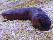 A sea cucumber feeding on gravel