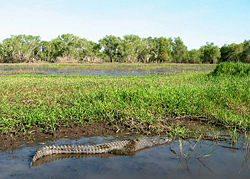 Saltwater Crocodile in Kakadu National Park