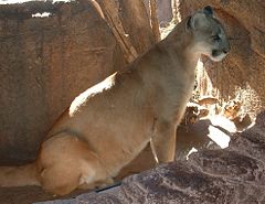 Cougar, photographed in the Arizona-Sonora Desert Museum, Tucson, Arizona.