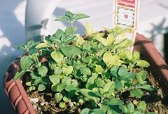 Oregano growing in a pot.