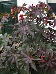 Ricinus communis "Carmencita," garden in the Netherlands