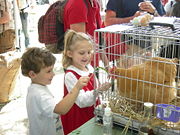 Orpington shown at a fair