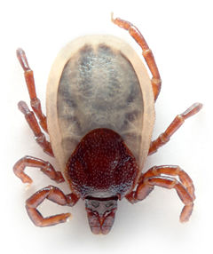 Ixodes ricinus is a transmitter of Lyme disease and tick-borne meningoencephalitis in Europe