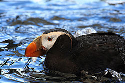 Tufted Puffin at the Alaska SeaLife Center.
