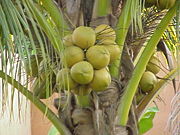 Maturing Coconuts on the palm