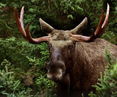 Moose
