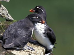 Parakeet Auklets (Aethia psittacula)