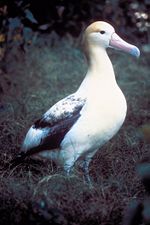 family Diomedeidae