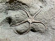 Fossil brittle star Palaeocoma egertoni from the Jurassic of England.