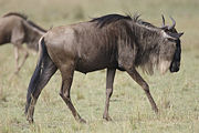 A common wildebeast in Nairobi National Park.