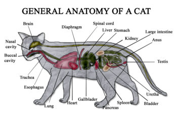 350px Cat_anatomy_diagram