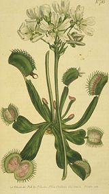 Illustration of the venus flytrap from Curtis's Botanical Magazine