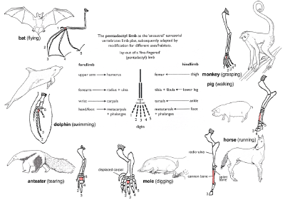 The principle of homology illustrated by the adaptive radiation of the forelimb of mammals. All conform to the basic pentadactyl pattern but are modified for different usages. The third metacarpal is shaded throughout; the shoulder is crossed-hatched.