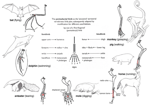 Figure 5a: The principle of homology illustrated by the adaptive radiation of the forelimb of mammals. All conform to the basic pentadactyl pattern but are modified for different usages. The third metacarpal is shaded throughout; the shoulder is crossed-hatched.