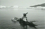 Hunting and whaling have always been important ways to make a living on Greenland. Polar bear hunter, 1904.
