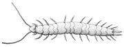 Scutigerella immaculata, a symphylan