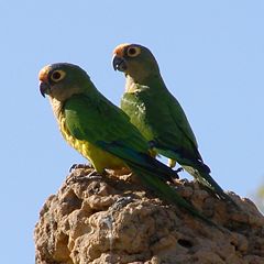 Peach-fronted parakeets (Aratinga aurea)on a termite mound in Brazil