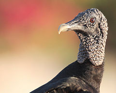 The featherless head of the American black vulture, Coragyps atratus brasiliensis, reduces bacterial growth from eating carrion.