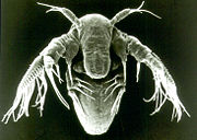 Fairy shrimp larva