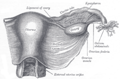 Uterus and right broad ligament, seen from behind. (Broad ligament visible at center.)