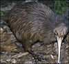 The kiwi, a flightless bird, is one of New Zealand's most famous species and a national icon.