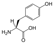tyrosine is the precursor of catecholamines.