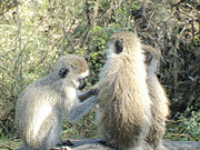 Velvet monkeys in Nairobi National Park.