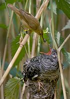 A common cuckoo being raised by a reed warbler.
