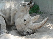 Rhino from Dvur Kralove nad Labem