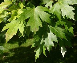 Silver Maple (Acer saccharinum) leaves