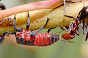 Meat ant tending a common jassid nymph