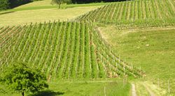 Grapevines