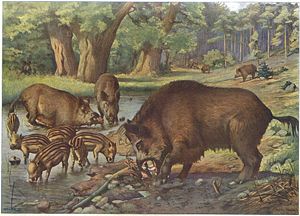 Painting of wild boars by Walter Heubach, 1865–1923