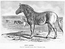 Grey's Quagga (from the Illustrated London News, 1858)